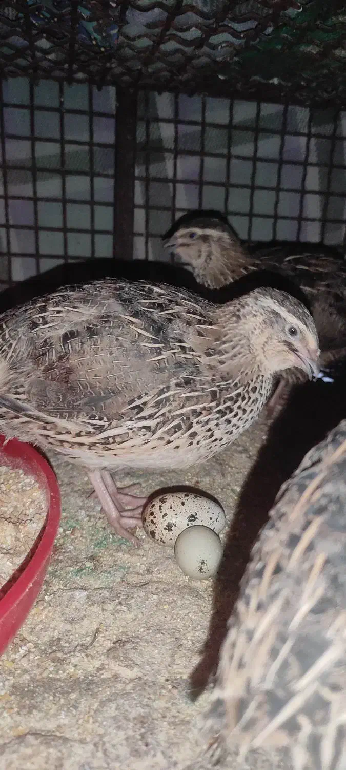 بلدرچین 300گرم|حیوانات مزرعه|جم, |دیوار