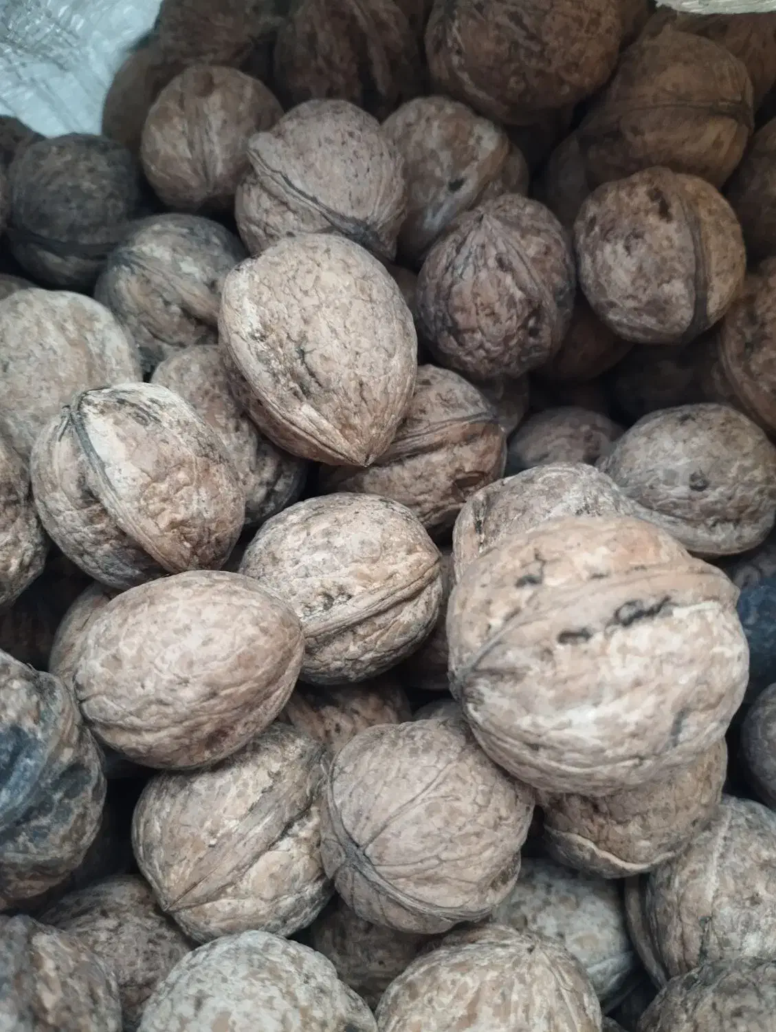 فروش ده هزار گردو باغ کاوات|خوردنی و آشامیدنی|جوانرود, |دیوار