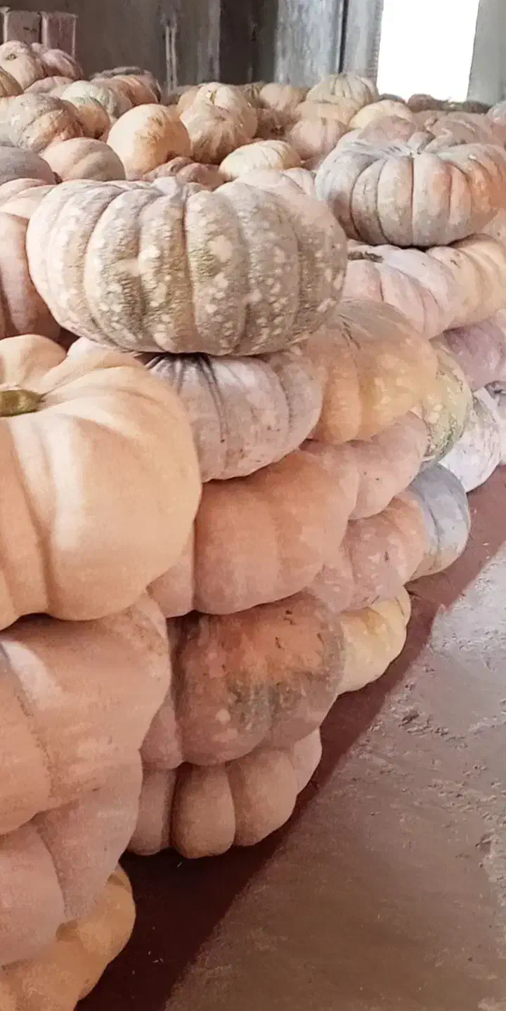 کدو انجیلی بهاره|خوردنی و آشامیدنی|ضیابر, |دیوار