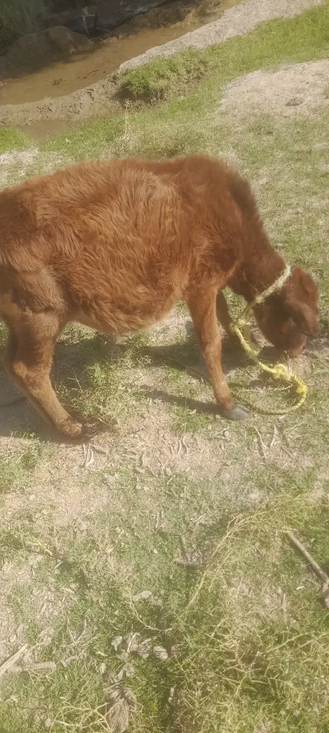 گوساله هفت ماهه|حیوانات مزرعه|قلعه گنج, |دیوار