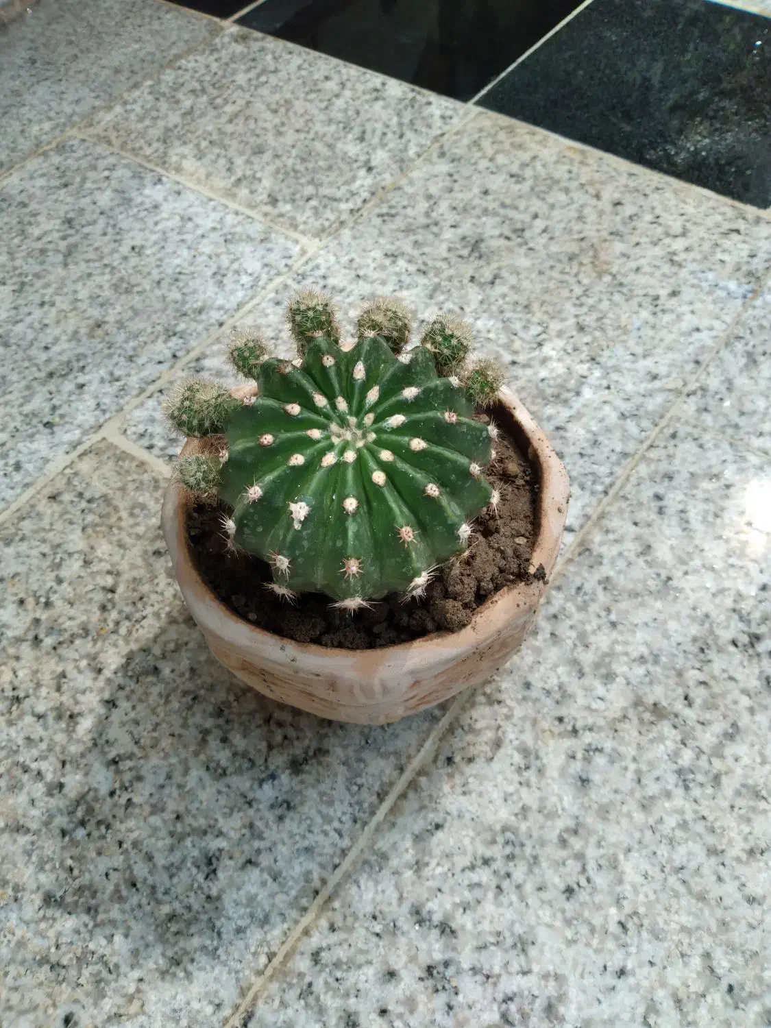 کاکتوس|گل و گیاه طبیعی|خمینیشهر, |دیوار