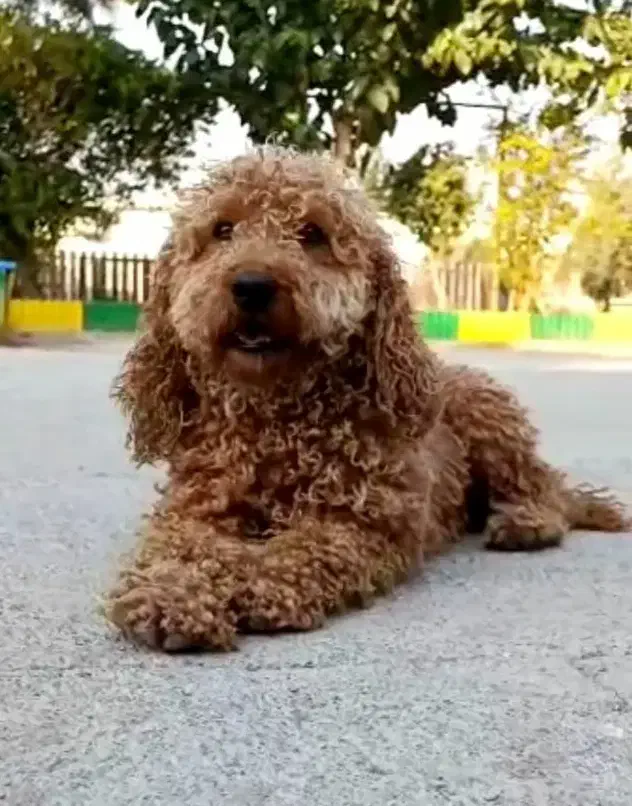 پودل توی نر رد فوق کیفیت|سگ|تهران, الهیه|دیوار