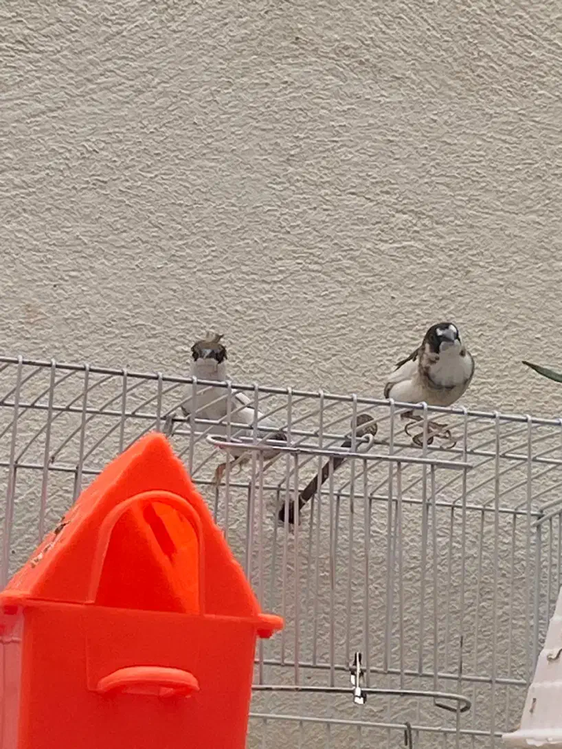 فروش چند عدد فنچ بنگال|پرنده|شاهرود, |دیوار