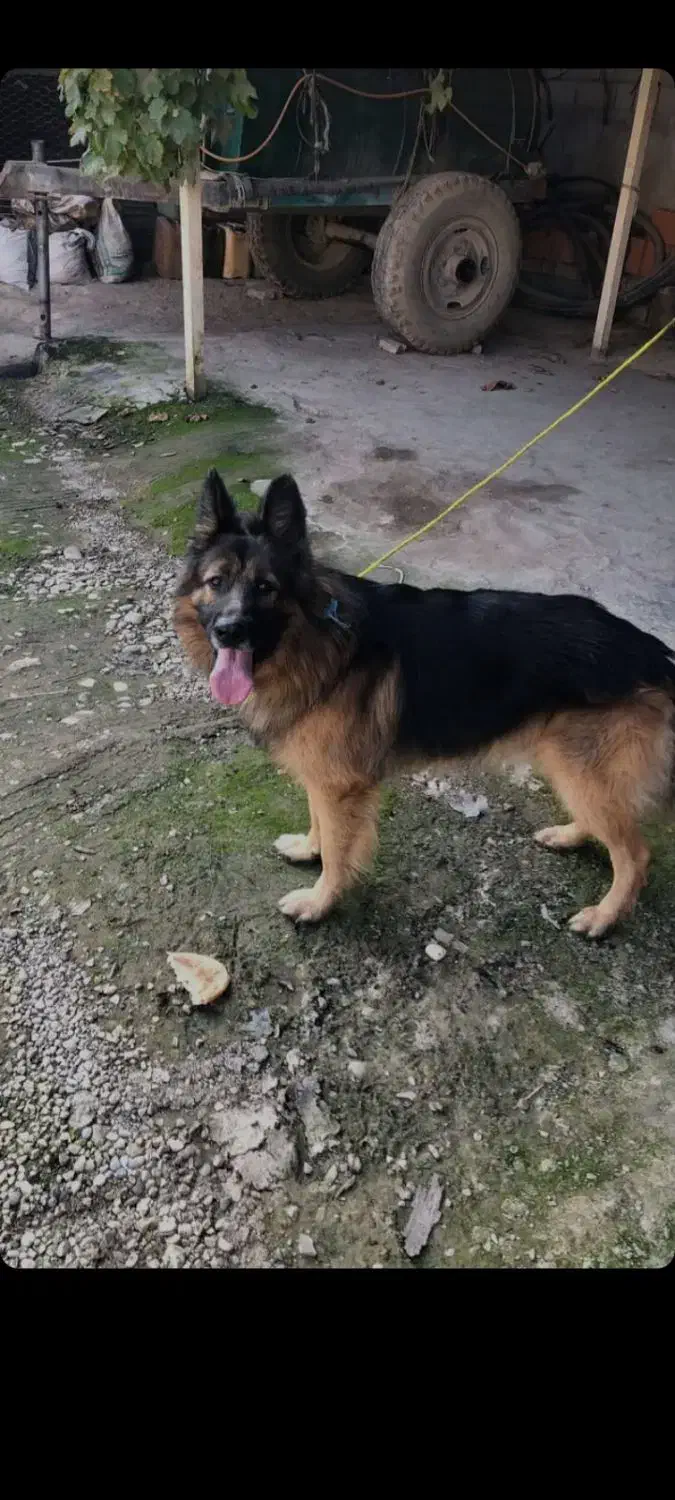 سگ ژرمن|سگ|تاتار علیا, |دیوار