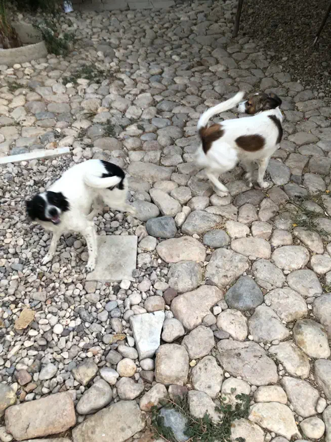 فروش سگ نژاد دار|سگ|شیراز, شهرک جماران|دیوار