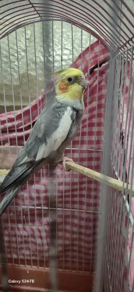 عروس هلندی نر، جفت مرغ عشق|پرنده|رشت, پیرکلاچای|دیوار