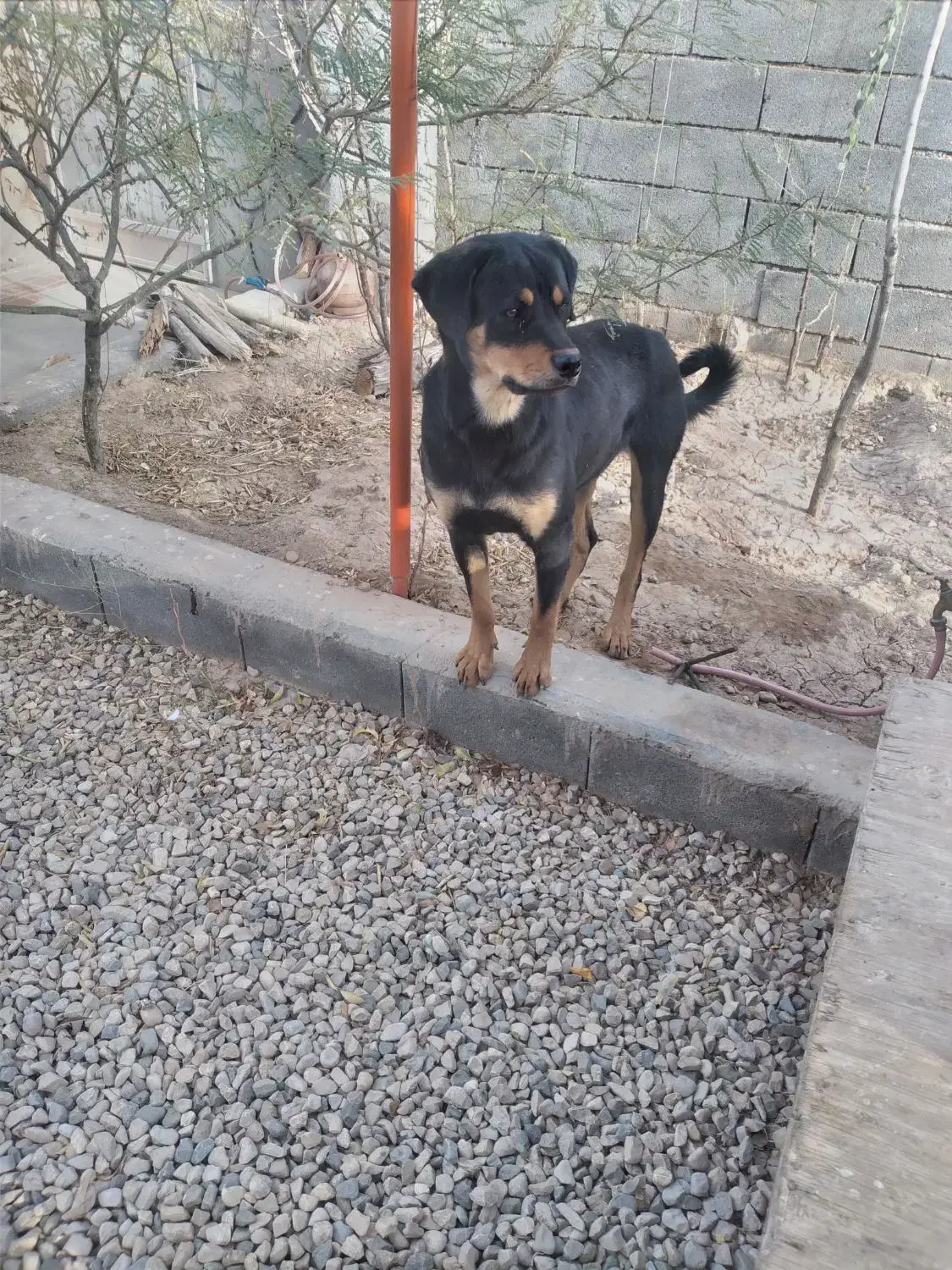 واگذاری سگ رتوایلر|سگ|شاهرود, |دیوار