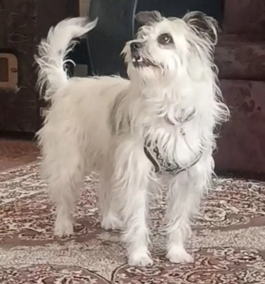 پا کوتا|سگ|تبریز, |دیوار