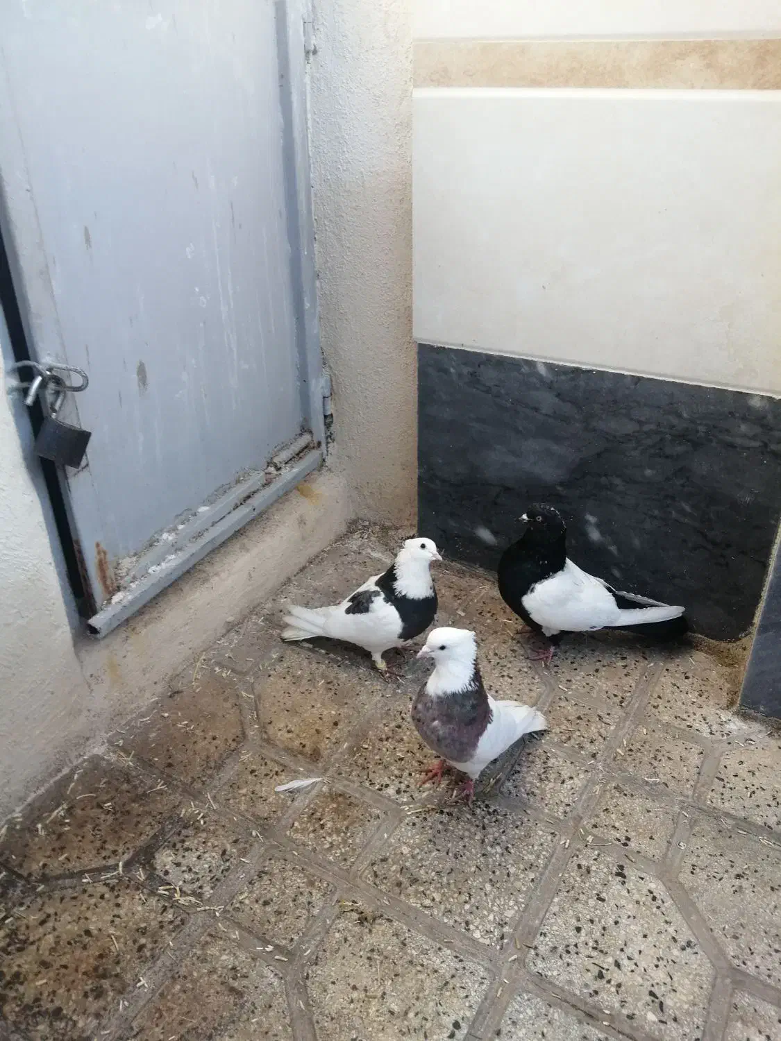 3عددکبوتر|پرنده|صائین قلعه, |دیوار