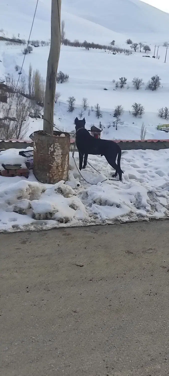 وگذار سگ سرابی|سگ|سقز, |دیوار