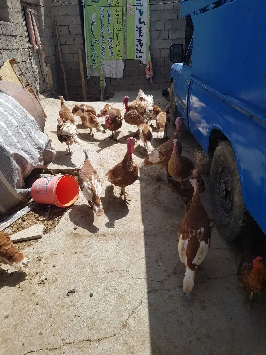 بوقلمون درجه یک|حیوانات مزرعه|بیلوار, |دیوار