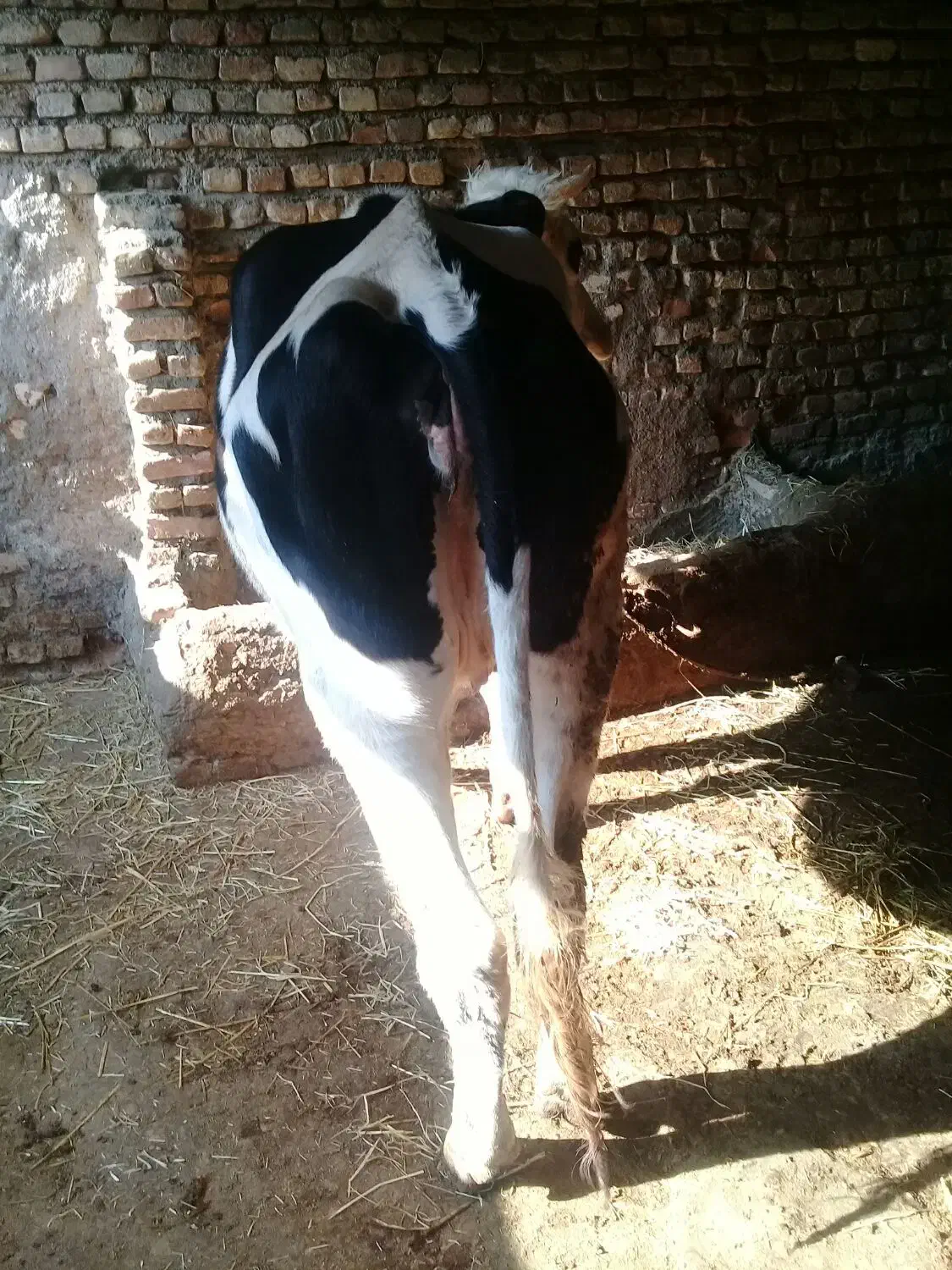 تلیسه آبستن|حیوانات مزرعه|گرگان, |دیوار