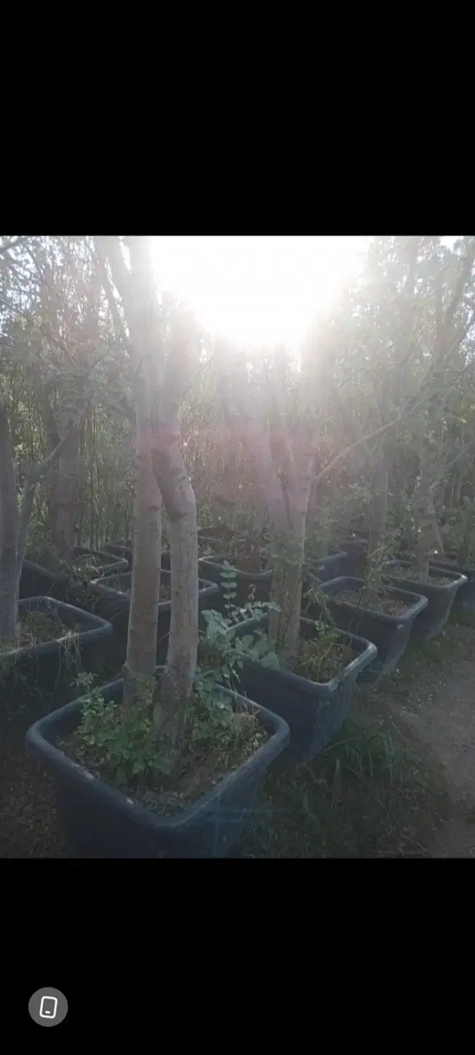 نذر درخت کاشت نهال در آرامستان ها روستا امام زاده|گل و گیاه طبیعی|کهریزک, |دیوار