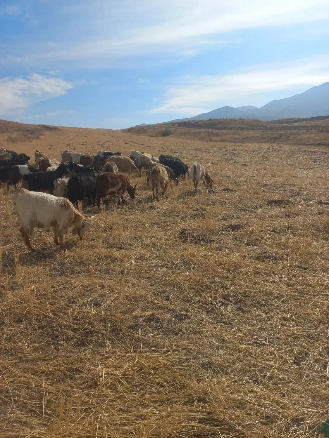 ۱۰عدد بزجوان مال ی حیاط|حیوانات مزرعه|اهر, |دیوار