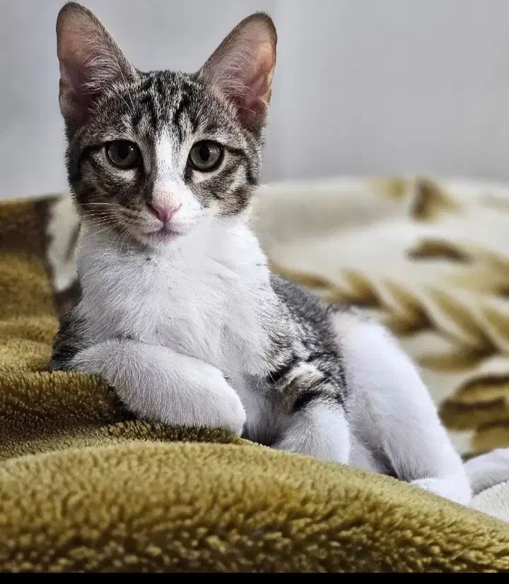 گربه ماده خونگی ملوس و دستی۵ماهه رایگان|گربه|تهران, افسریه شمالی|دیوار