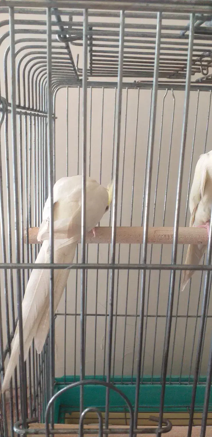 عروس هلندی|پرنده|تهران, تختی|دیوار