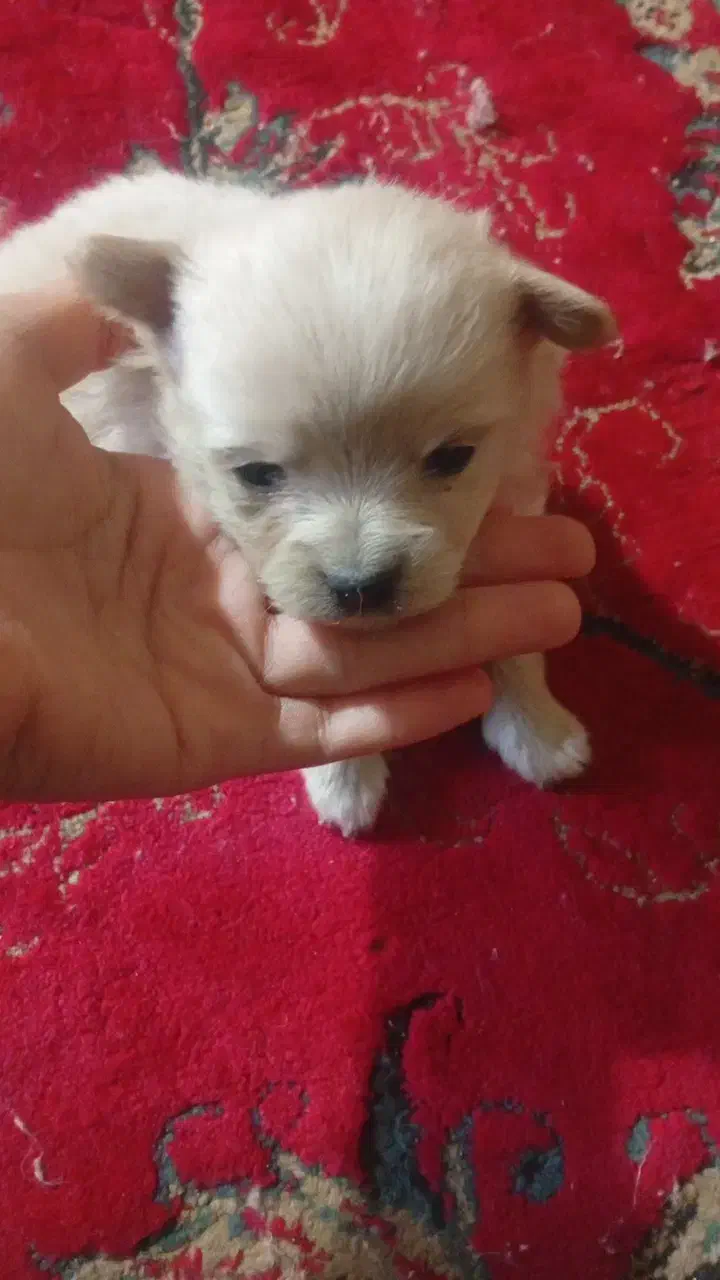 سگ پامر ماده|سگ|بم, |دیوار