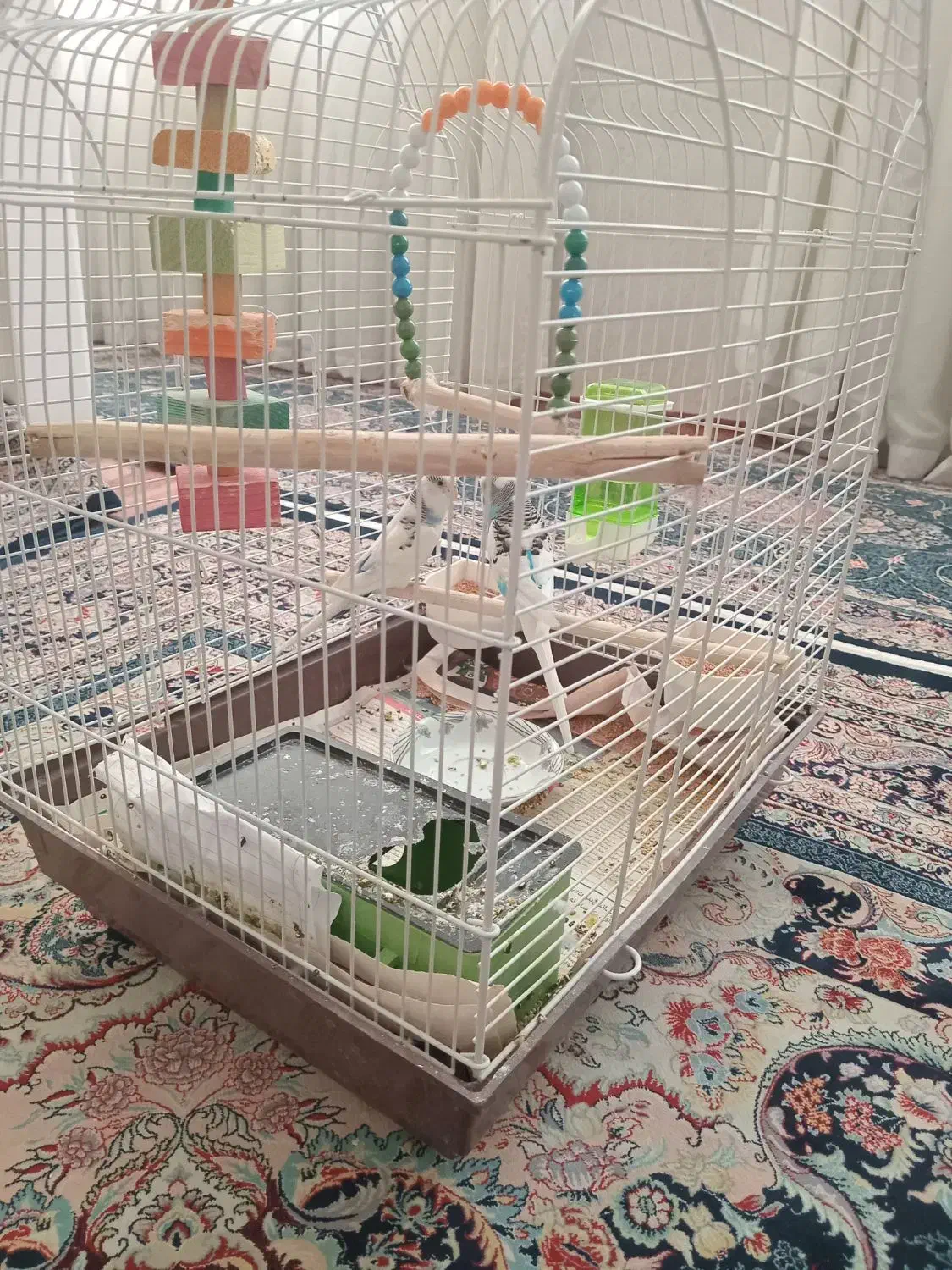 مرغ عشق  جفت مشتی|پرنده|اسلام‌شهر, مطهری|دیوار