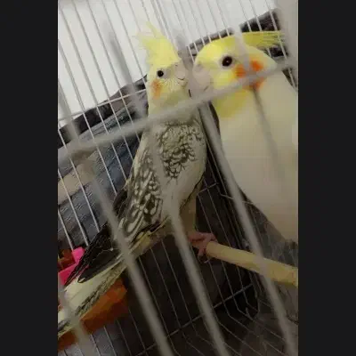 جفت مولد عروس هلندی کارداده سخنگو 5 تخم|پرنده|تربت‌حیدریه, ترمینال|دیوار