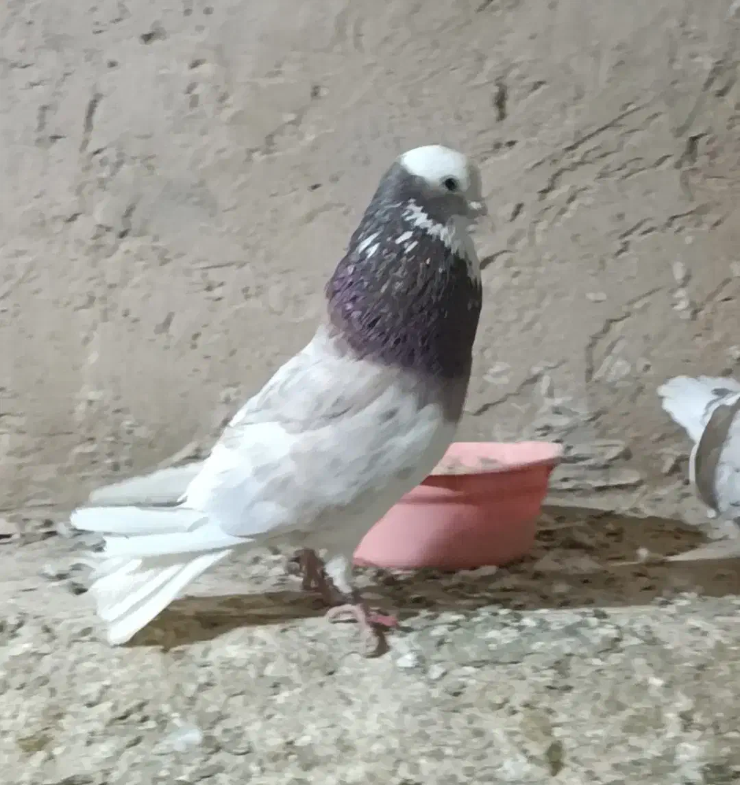 کفتر هما|پرنده|شاهنجرین, |دیوار