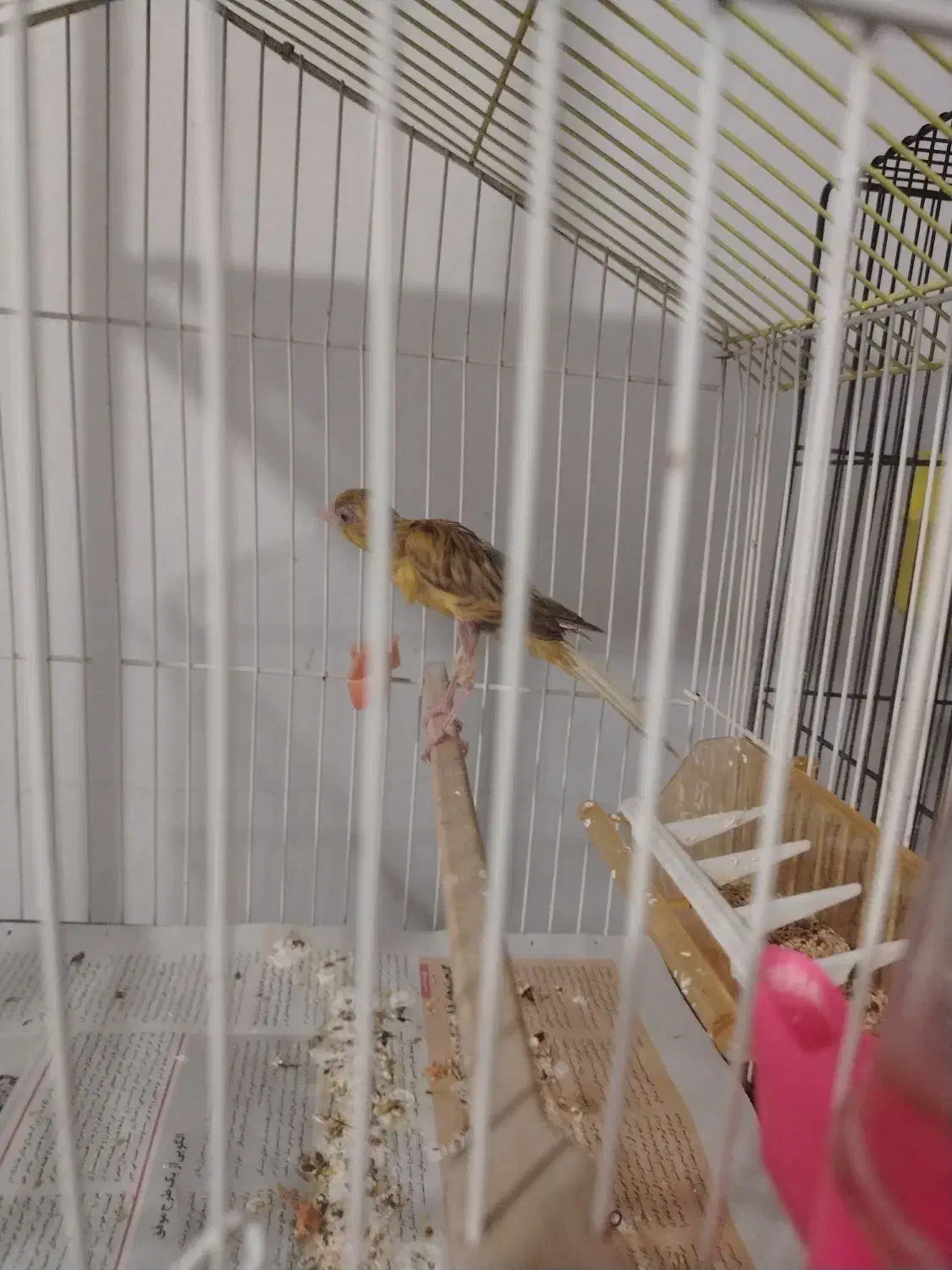 قناری|پرنده|نیشابور, مازول|دیوار