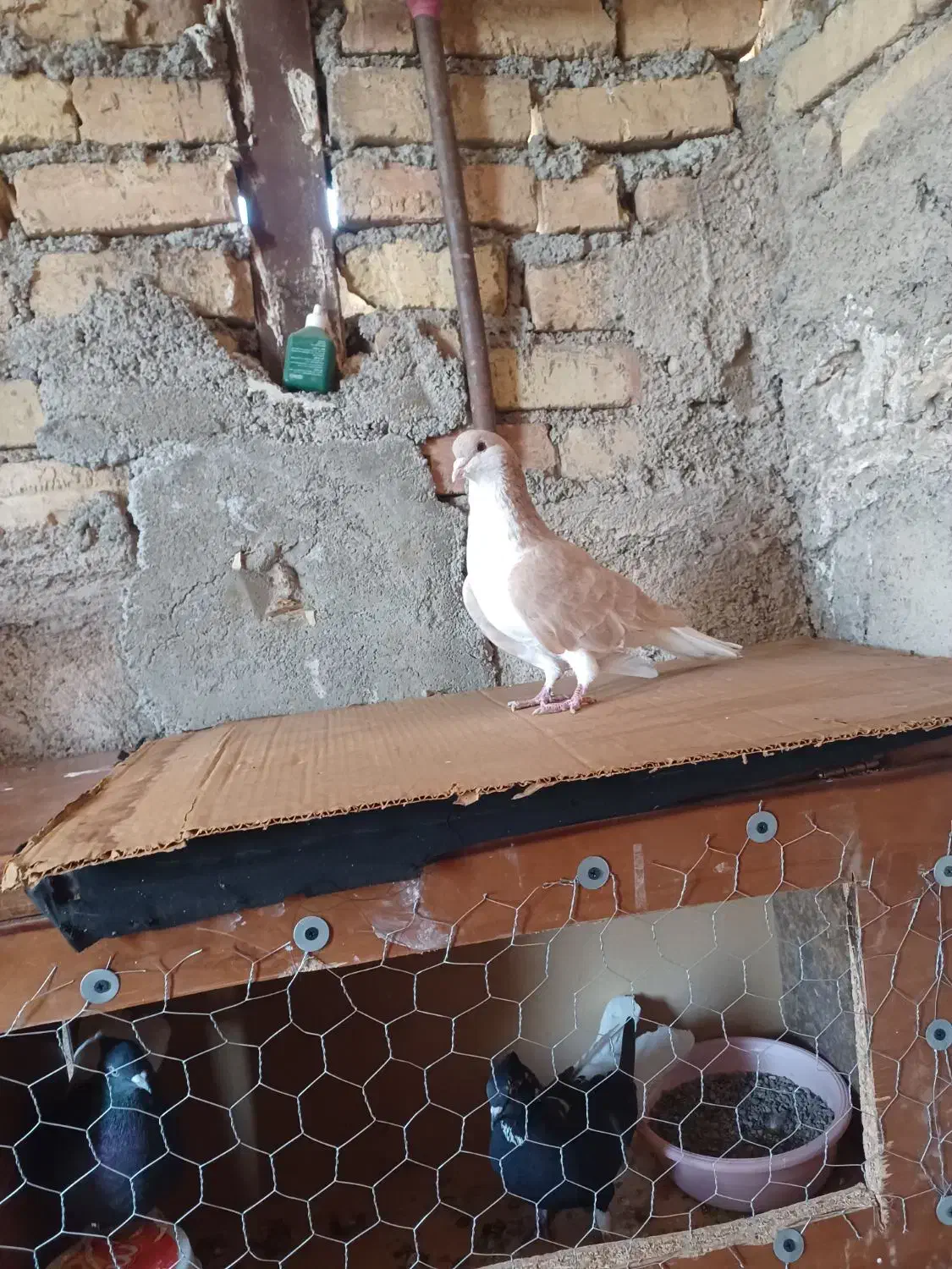 کبوتر نر|پرنده|اقبالیه, |دیوار