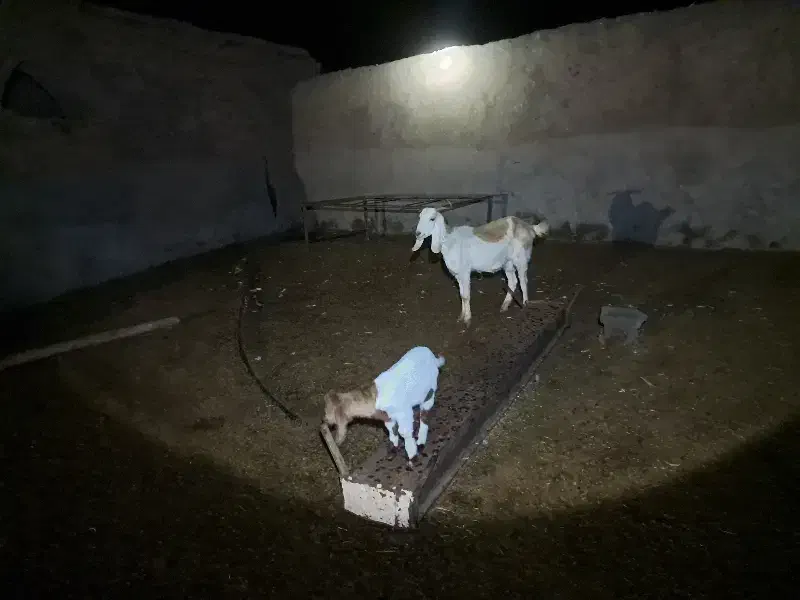 بز جوان|حیوانات مزرعه|باشتین, |دیوار