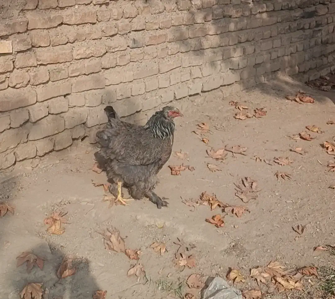 مرغ تخمگذار برهما اصل|حیوانات مزرعه|ورامین, شهرک فجر|دیوار