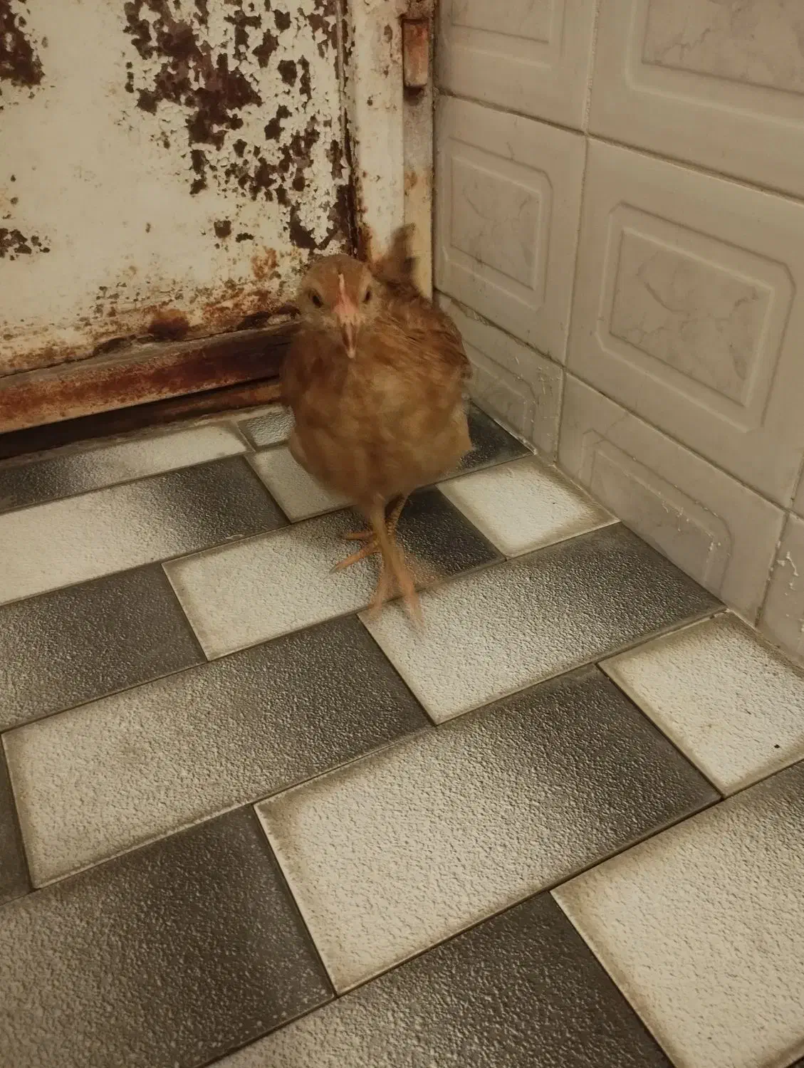 جوجه محلی دوتا معاوضه|حیوانات مزرعه|شیراز, شیخ علی چوپان|دیوار