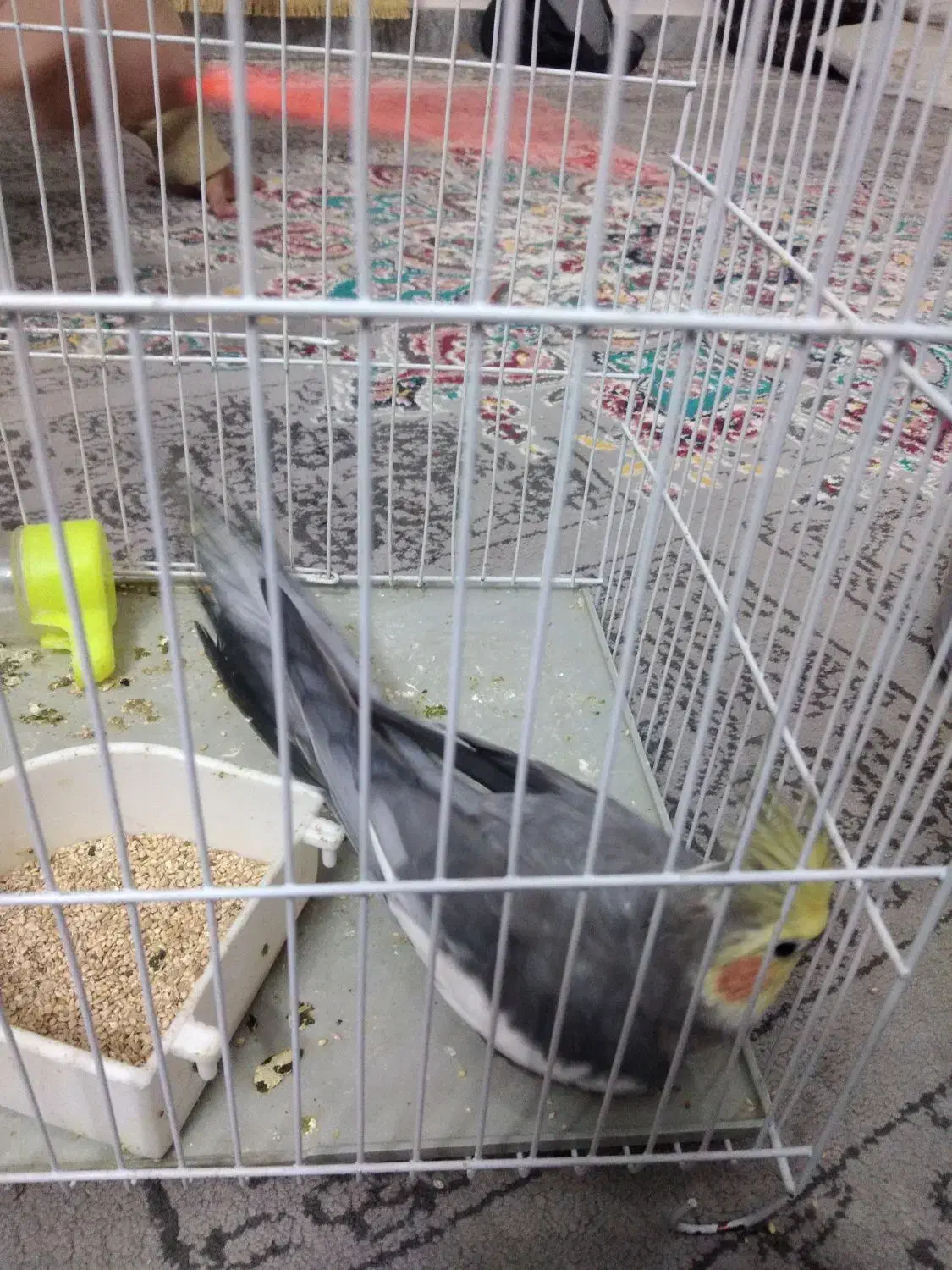 عروس هلندی نر آماده برای جفت گیری|پرنده|مشهد, امیرآباد|دیوار