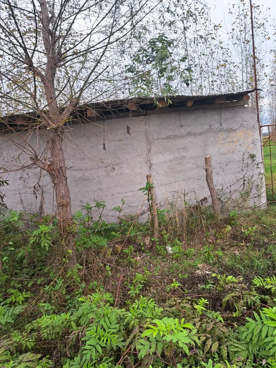 فروش زمین باغی  بادرخت صنوبر۴ساله|فروش زمین و ملک کلنگی|طاهرگوراب, |دیوار