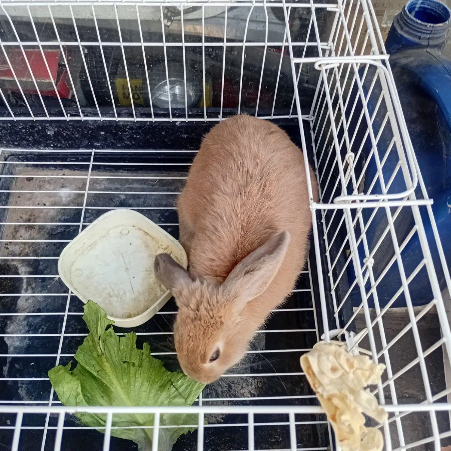 خرگوش باقفس|موش و خرگوش|تهران, امام زاده عبدالله|دیوار