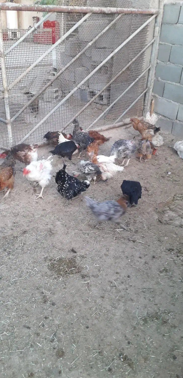 فروش جوجه کاکلی|حیوانات مزرعه|گرمسار, |دیوار