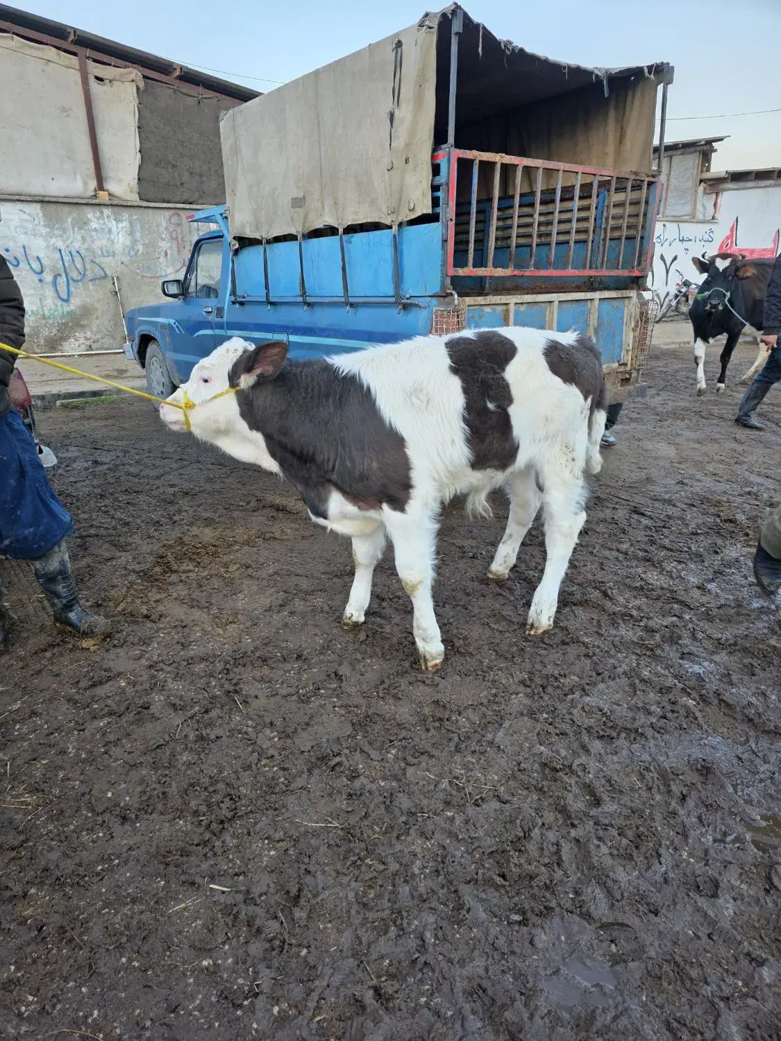 گوساله سیمینتال|حیوانات مزرعه|پل سفید, |دیوار