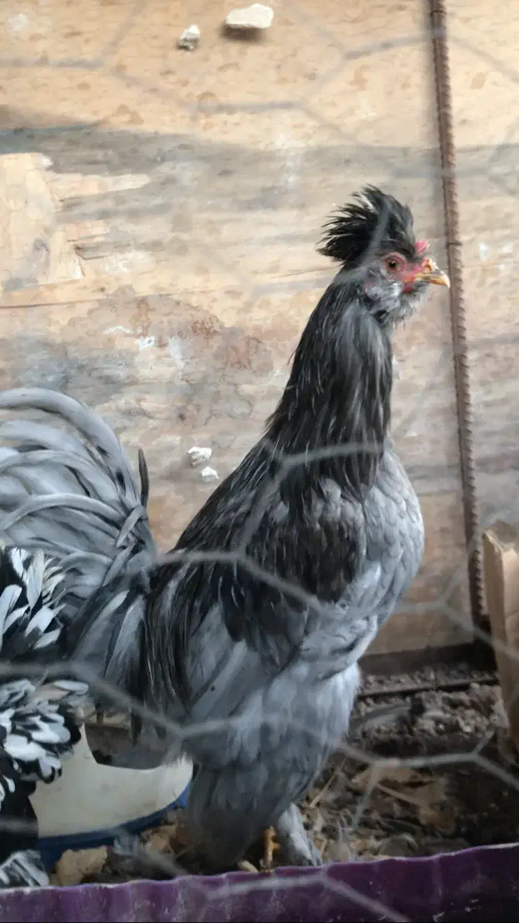 خروس زیبای مرندی|حیوانات مزرعه|اصفهان, شهرک میلاد|دیوار