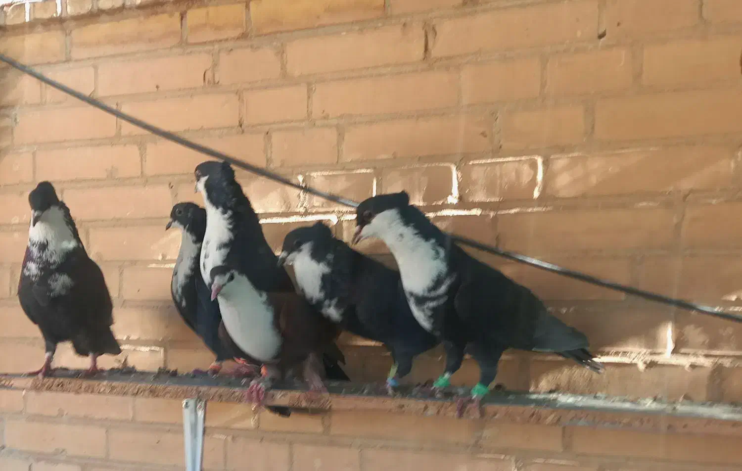 کفتر فروشی کرباتی|پرنده|بهرمان, |دیوار