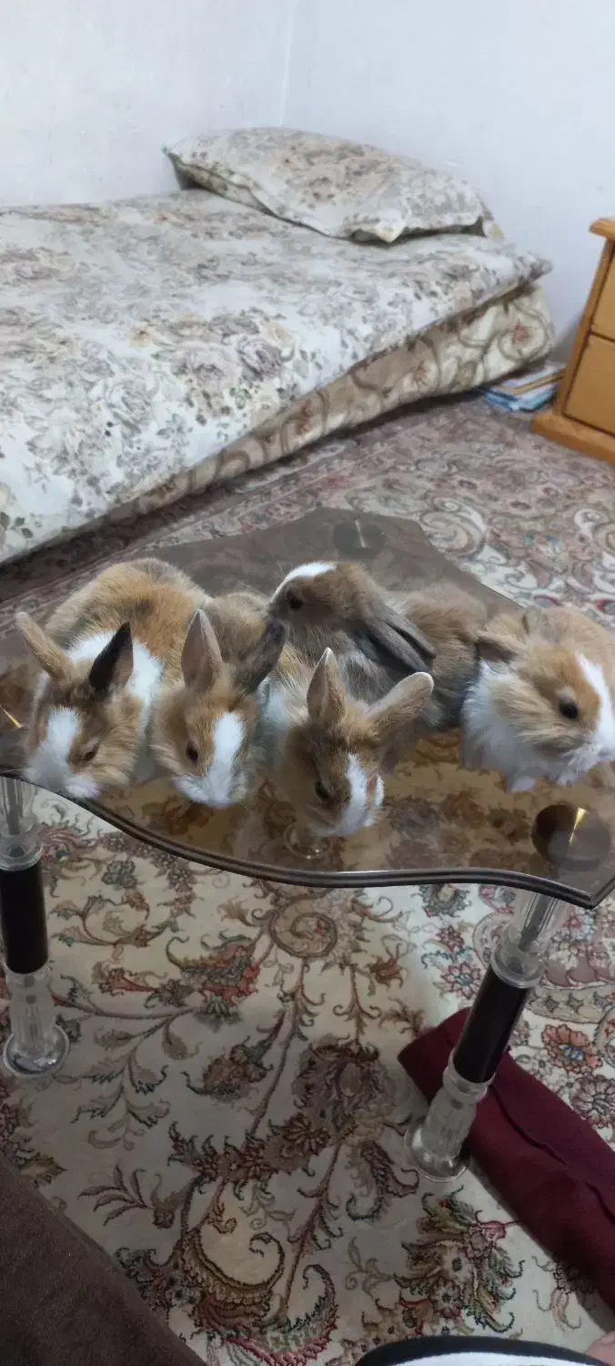 فروش چن عدد بچه خرگوش وپدرمادر|موش و خرگوش|شاهرود, |دیوار