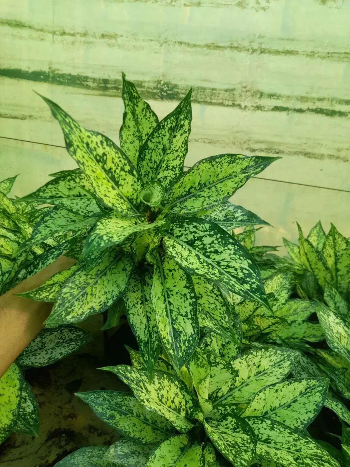 فروش عمده انواع گل های آپارتمانی|گل و گیاه طبیعی|بابل, |دیوار