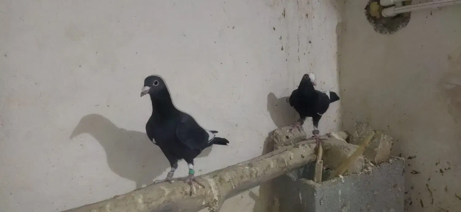 کبوترپرشی|پرنده|اسفراین, |دیوار