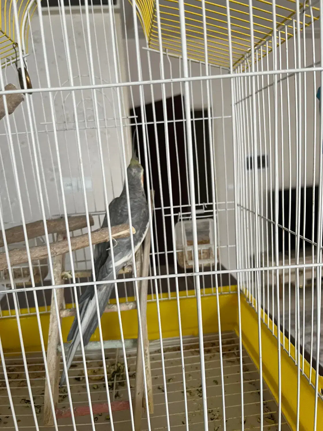 عروس هلندی|پرنده|قدس, شهرقدس|دیوار