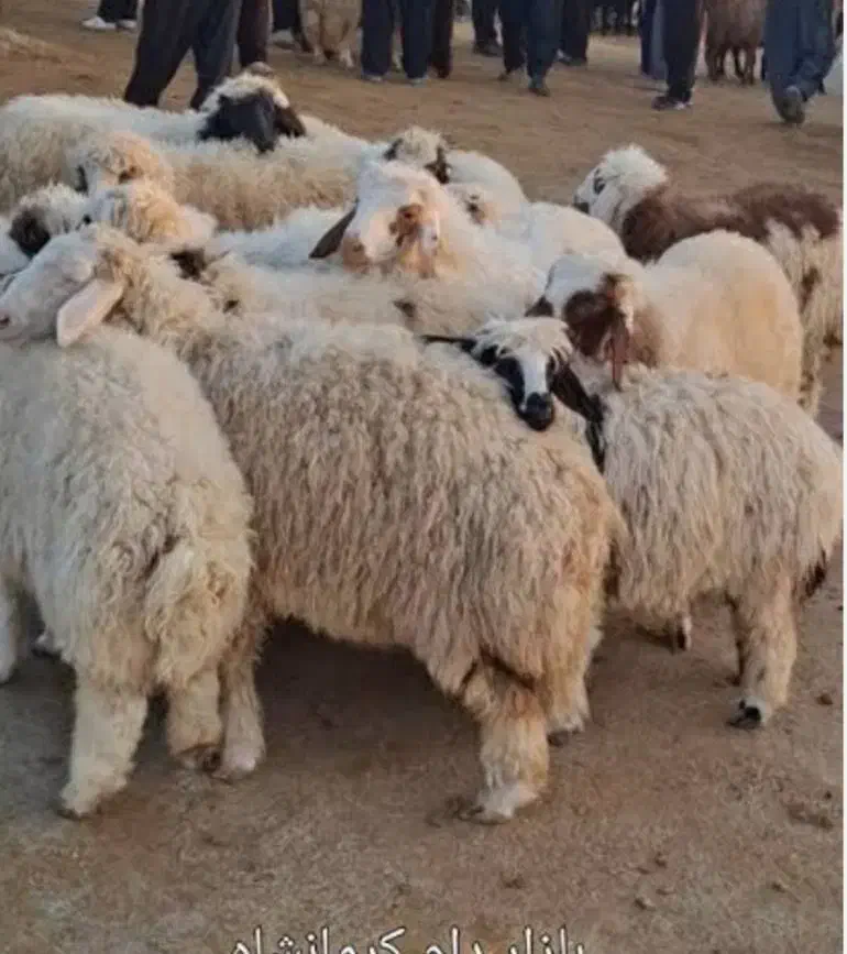 گوشت بره نرینه دام زنده تازه و پلاک سلامت|حیوانات مزرعه|مشهد, کوه سنگی|دیوار