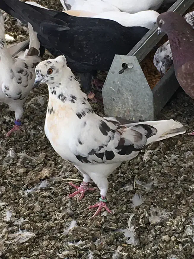 کفتر نر قاره پرشی|پرنده|هشتگرد, فاز ۱ مهستان|دیوار