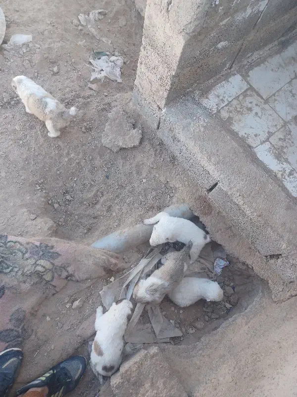 سگ فروشی|سگ|قائن, |دیوار