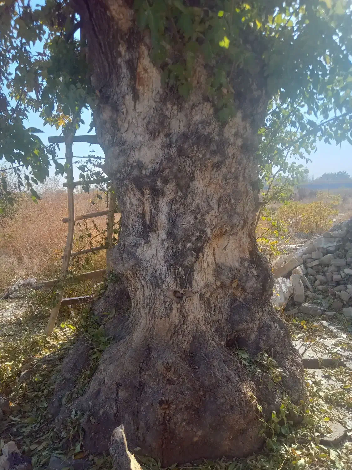 خریدار نقدی انواع چوب باغی وجنگلی|خدمات باغبانی و درختکاری|ارومیه, |دیوار