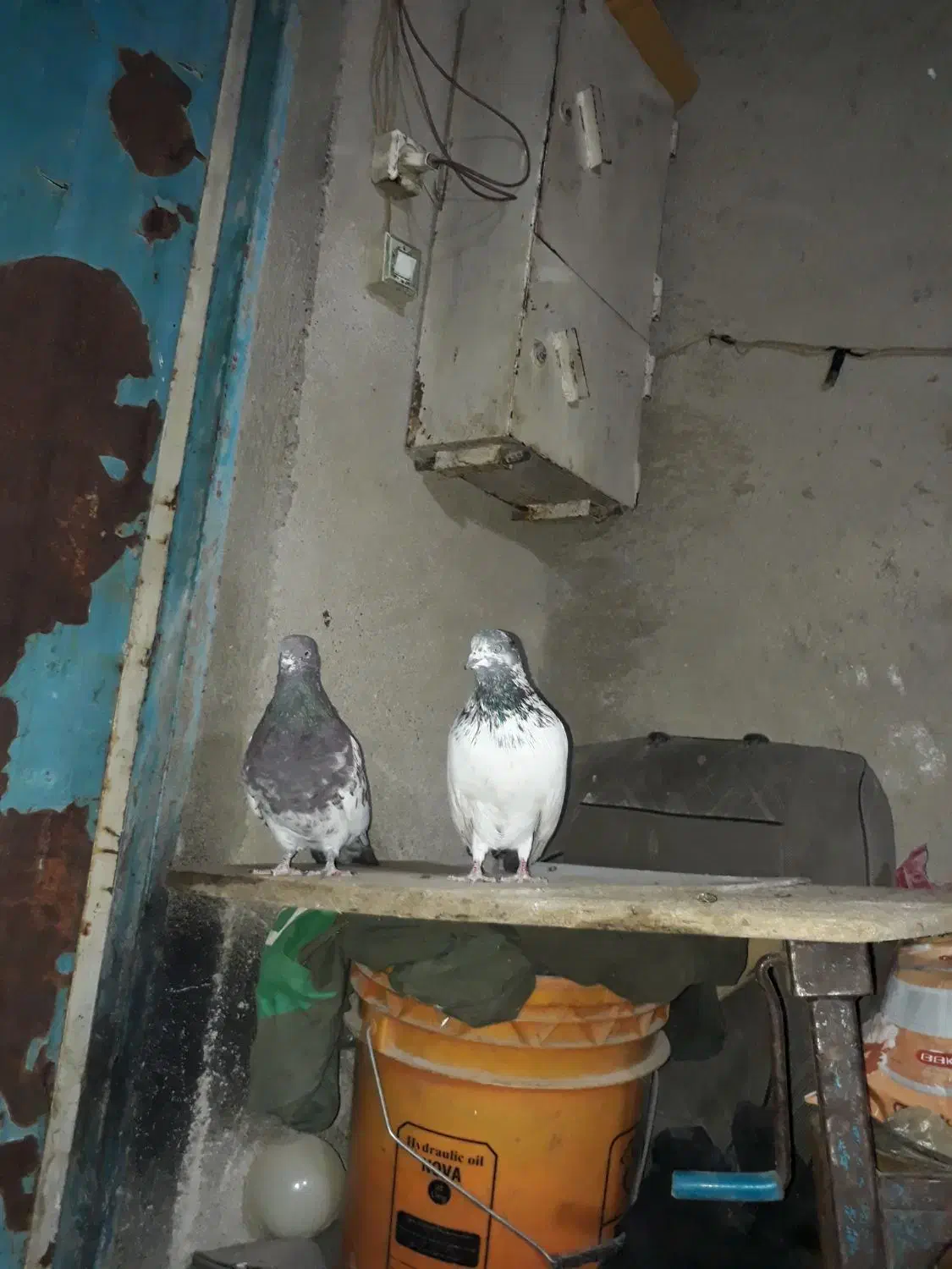 کفتر|پرنده|سیلاخور, |دیوار