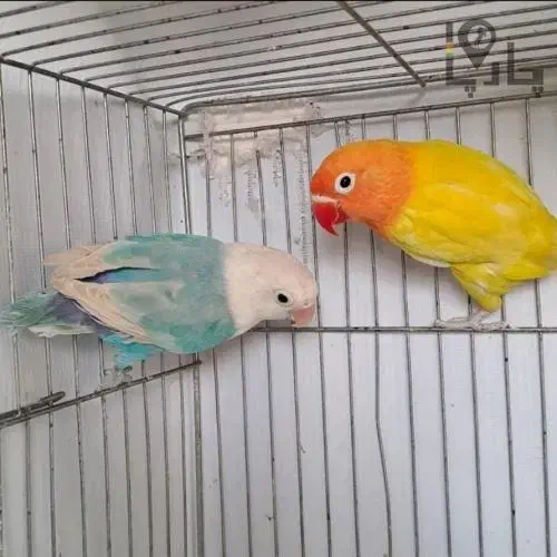 فروش انواع طوطی کوتوله.برزیلی.فیشر.صورت هلویی|پرنده|خمینیشهر, |دیوار