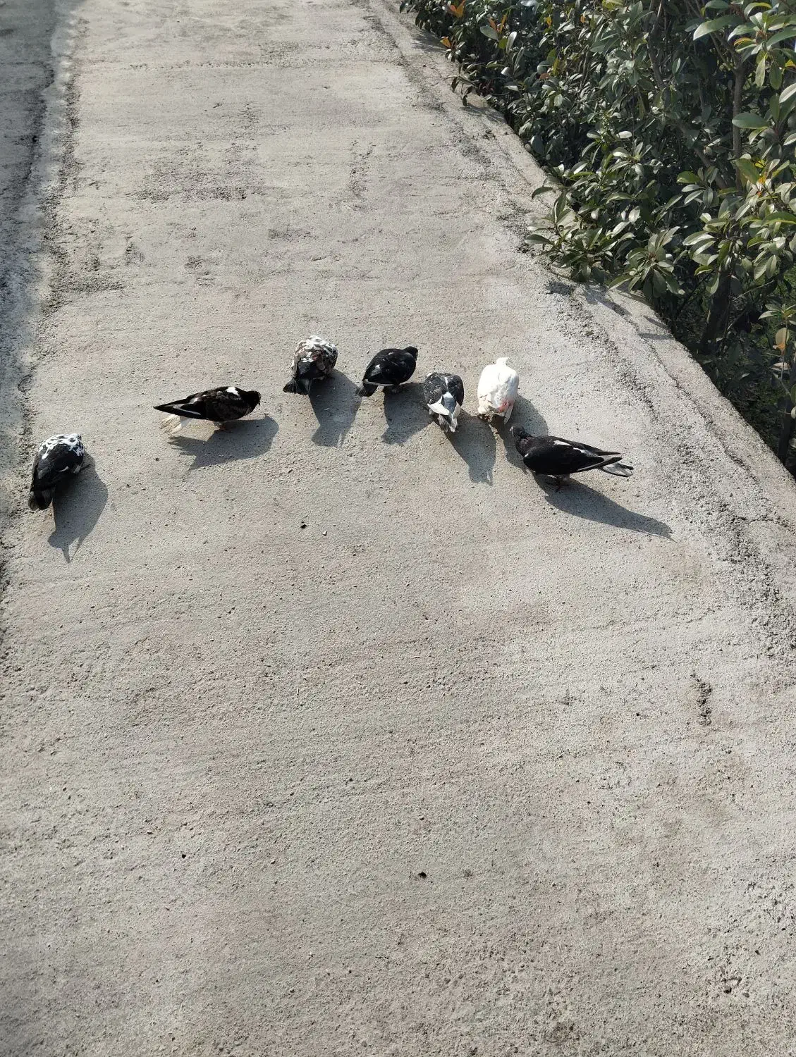 دوجفت نرماده ۳تا تکی نر|پرنده|نوشهر, |دیوار