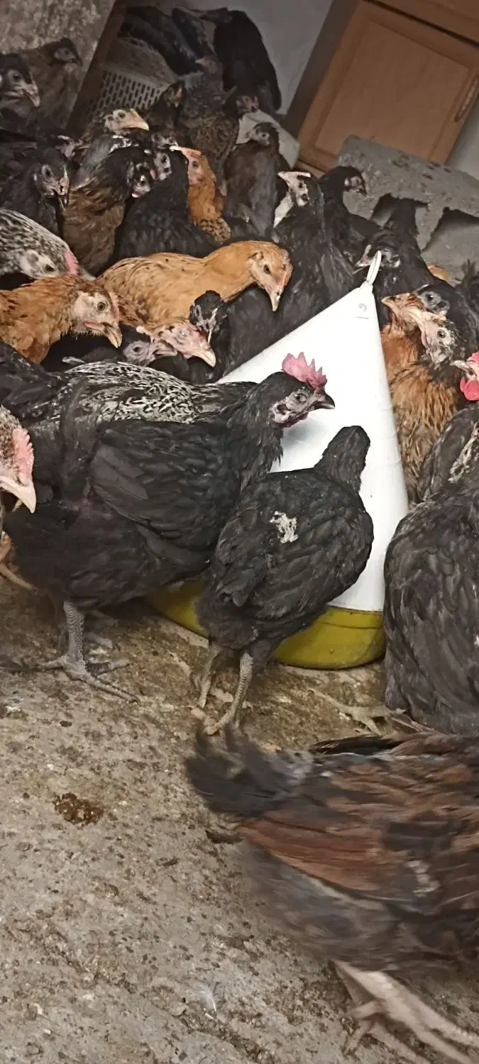 جوجه محلی|حیوانات مزرعه|جیرفت, |دیوار