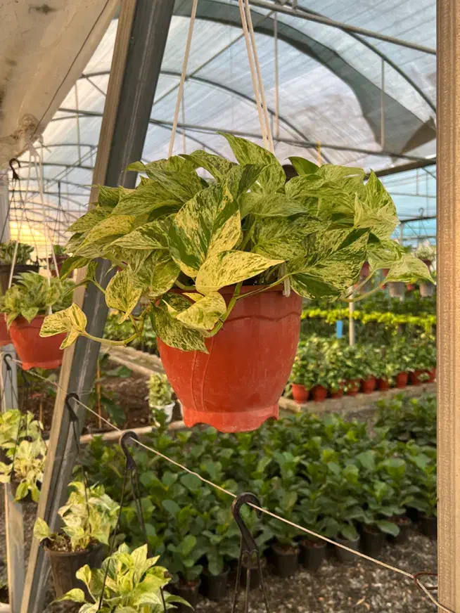 تولید و فروش و ارسال گل وگیاه آپارتمانی|گل و گیاه طبیعی|آمل, |دیوار