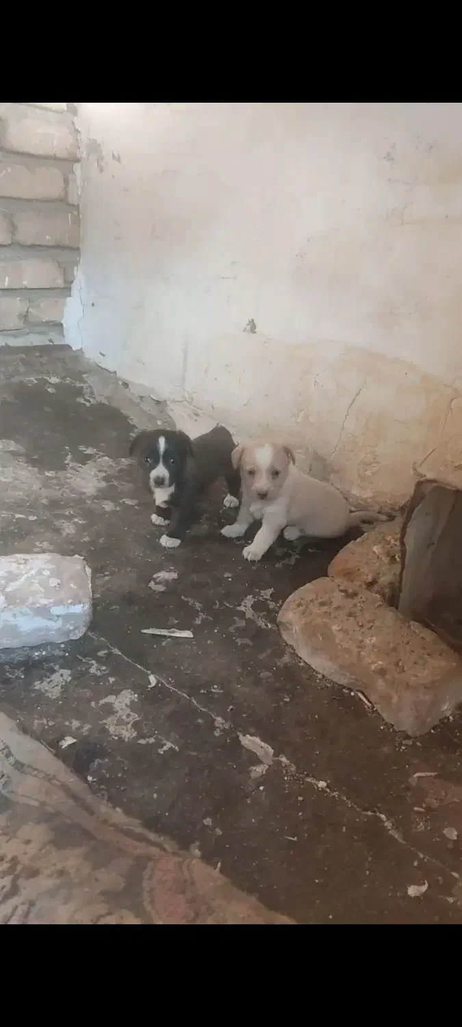 توله پاپی اصل|سگ|تربتحیدریه, بازار|دیوار